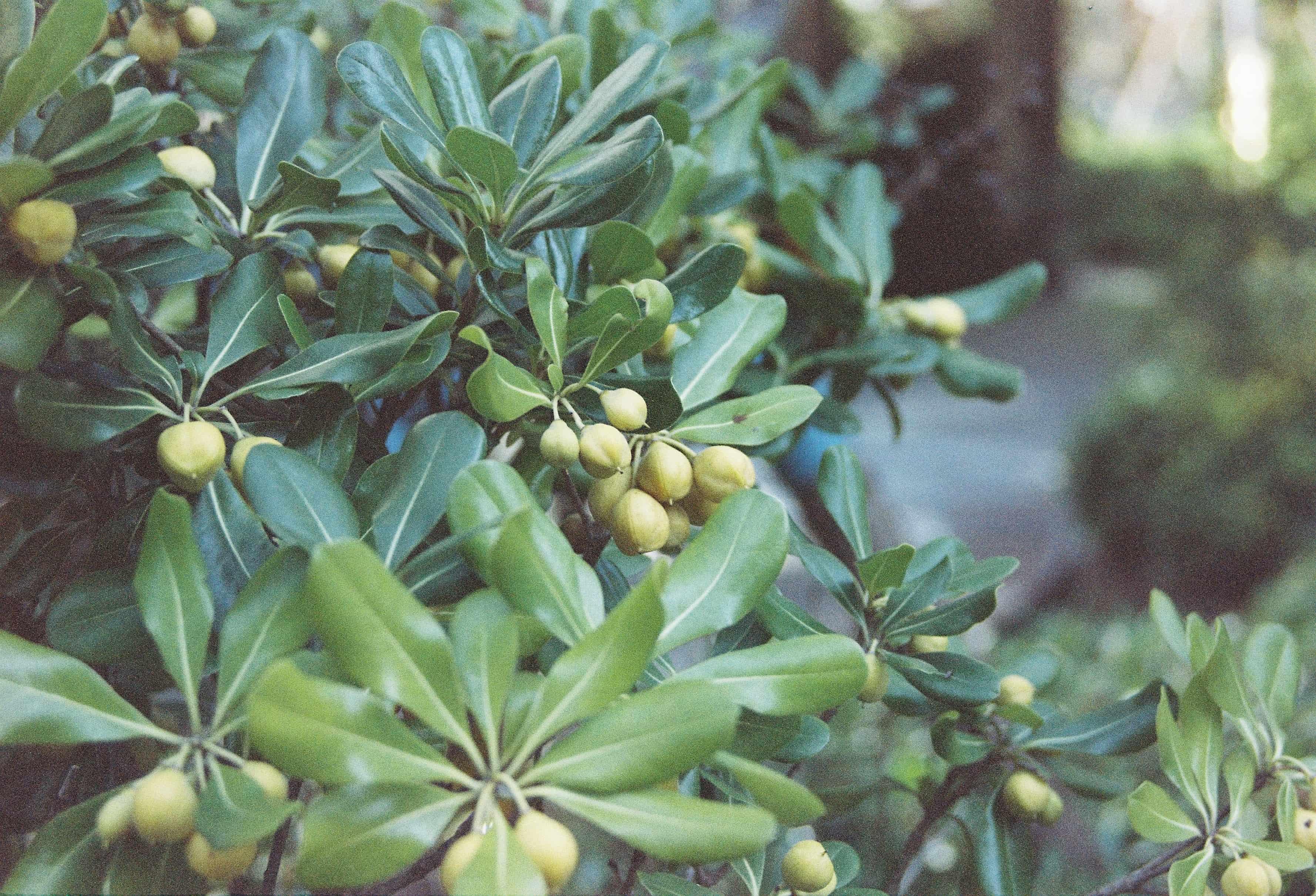 植物